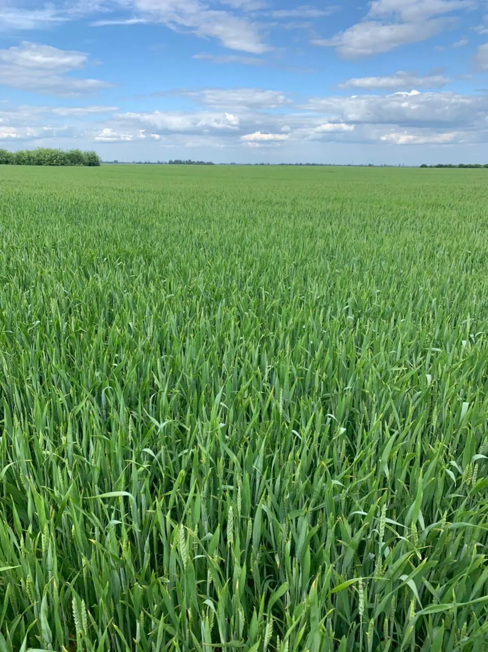 wheat agronomy consultant