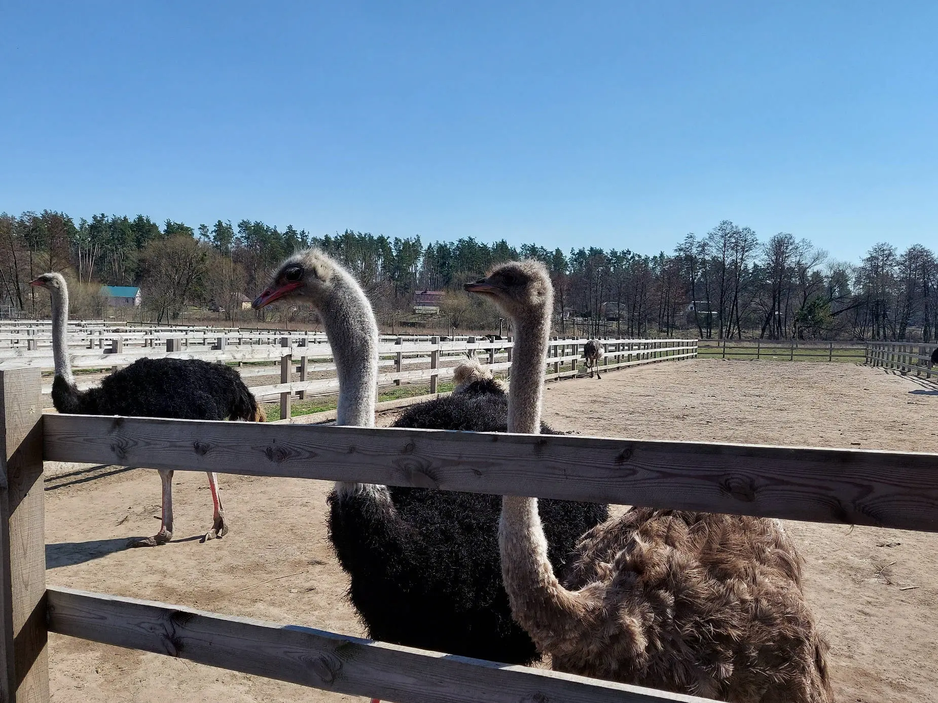 ostrich farm audit and farm management service