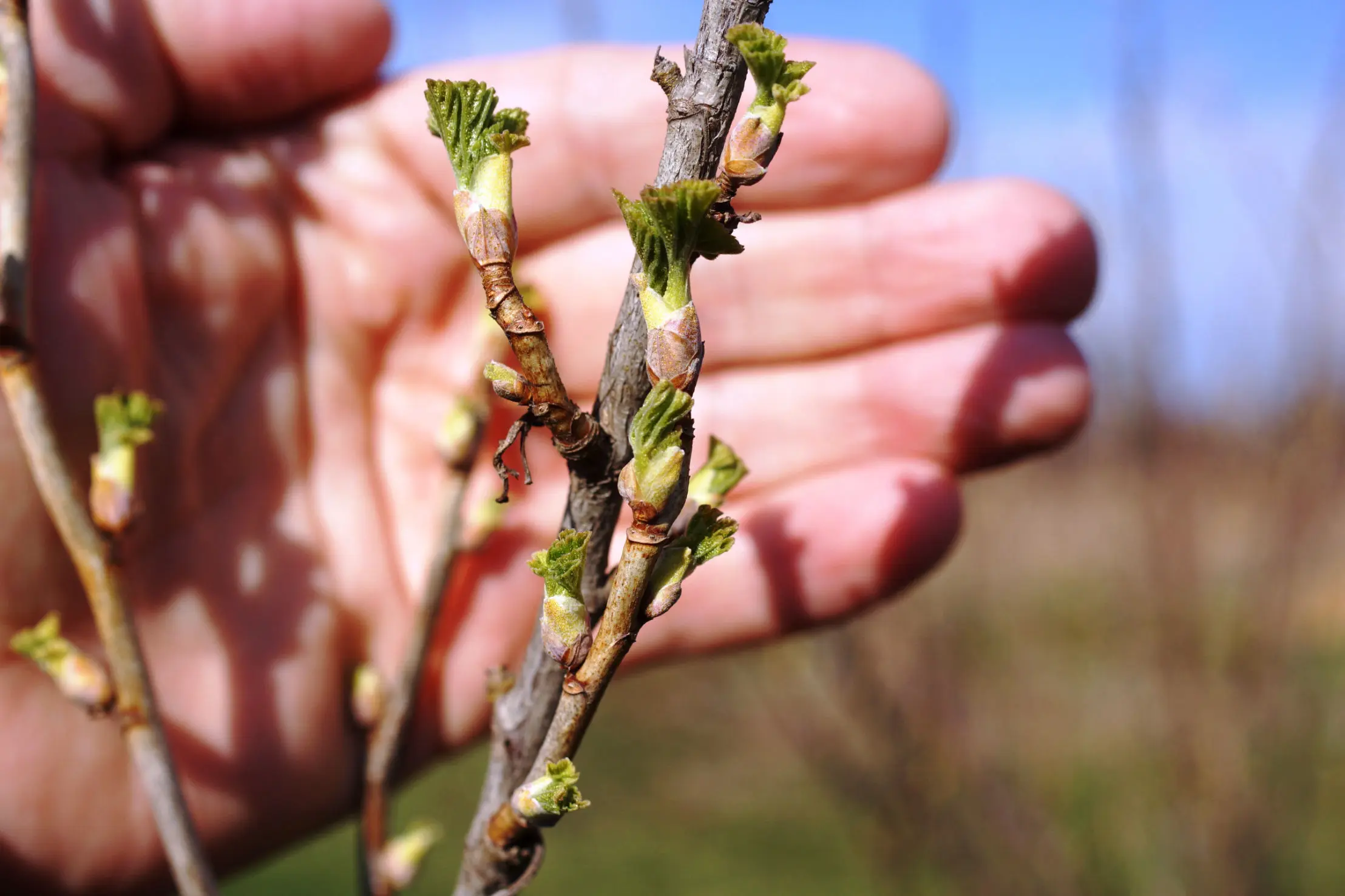 horticulture monitoring service