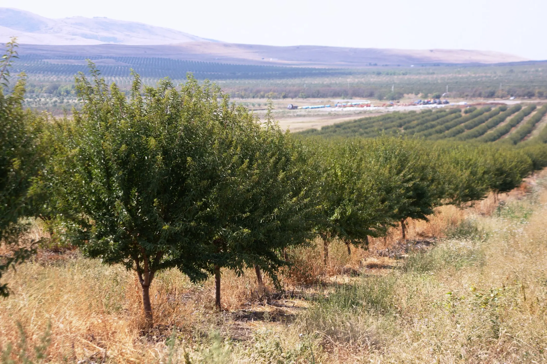 Consulting on agriculture and successful business management in a strong continental climate Kazakhstan 