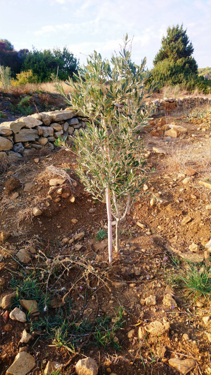 Olive plantations audit service