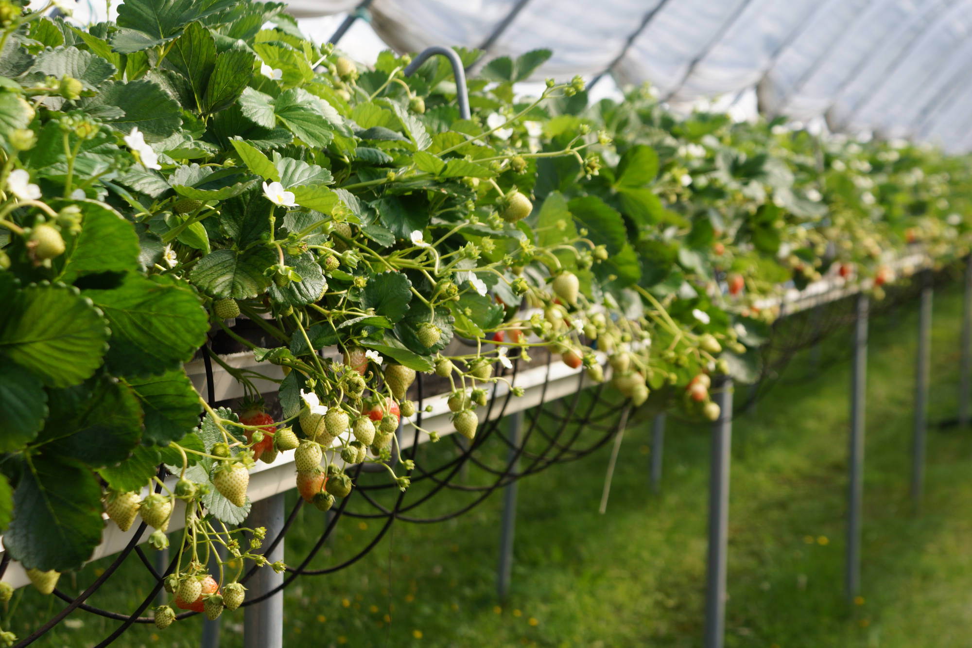 Modern Berry Farming, Audit and Business Improving