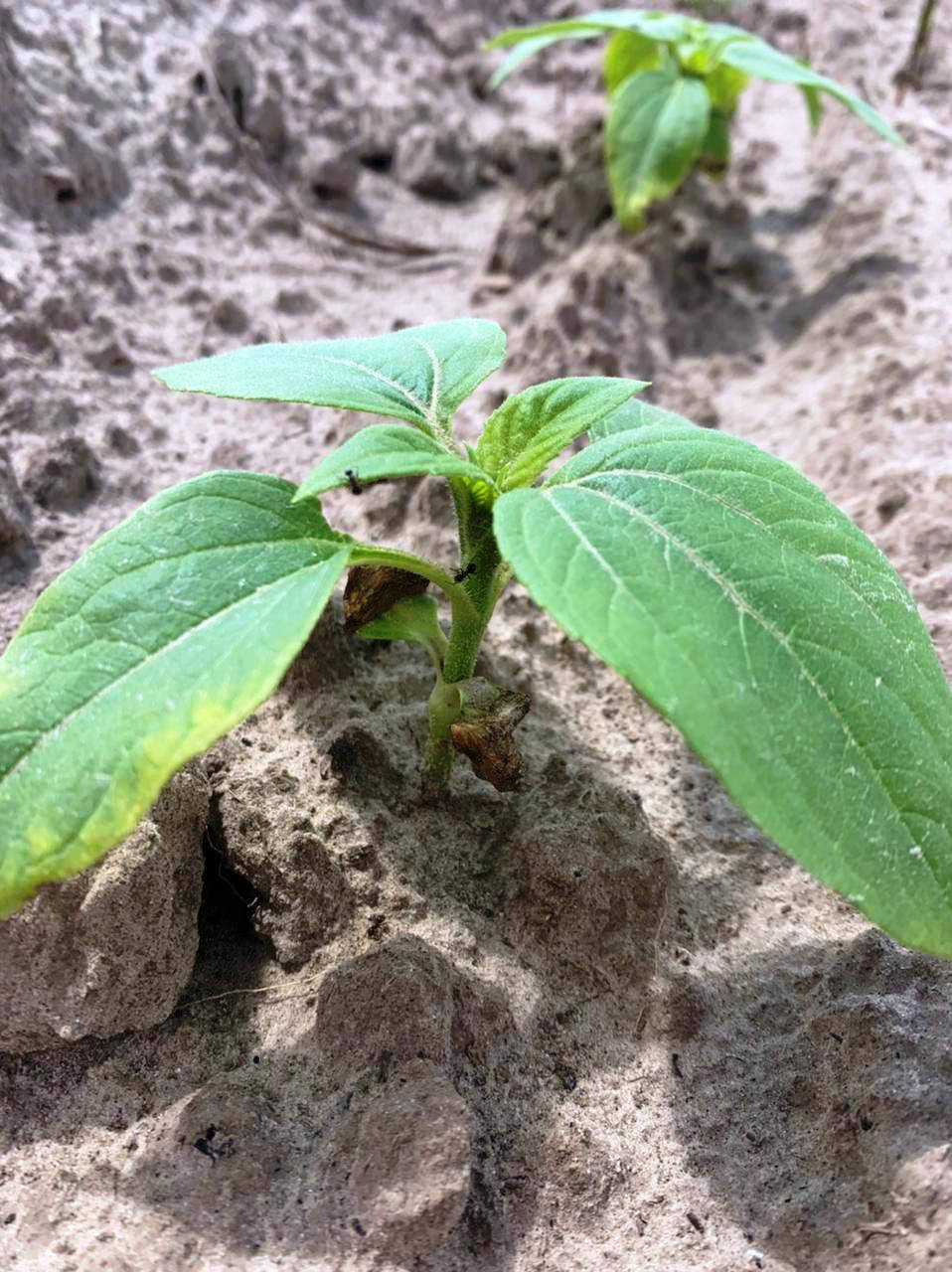 Herbicides toxicity for sunflower germination and seedlings