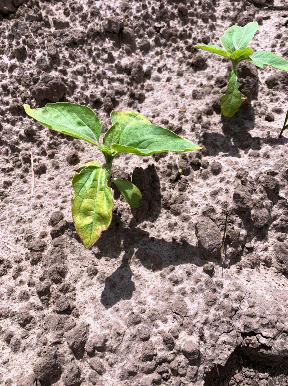 Herbicides toxicity for sunflower germination