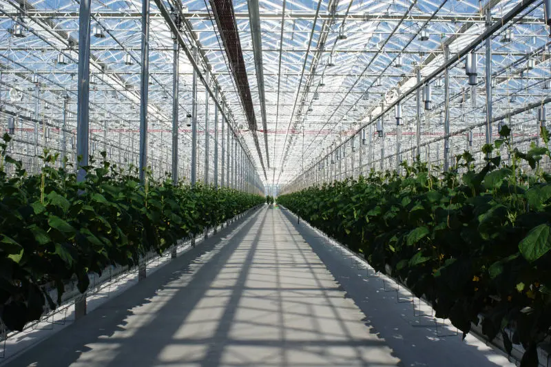 Modern greenhouses and Indoor consulting