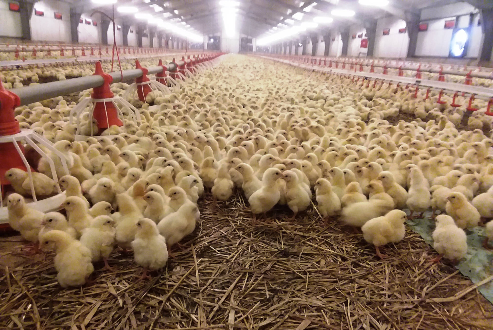 modern poultry farming project management