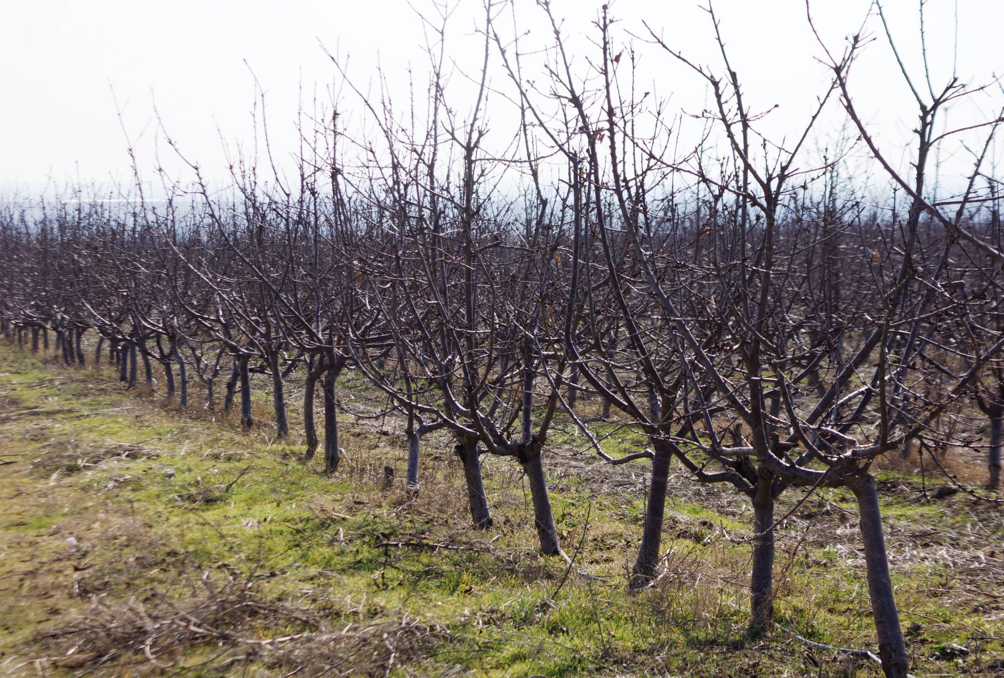orchards and horticulture management