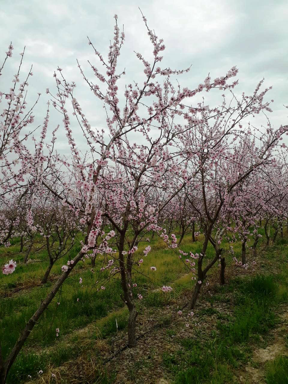 Orchards Management Service and Integrated pest management orchards and horticulture