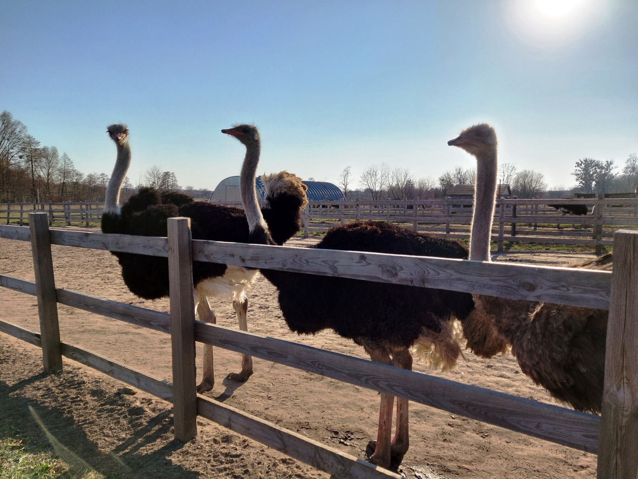 Ostrich farming consulting service