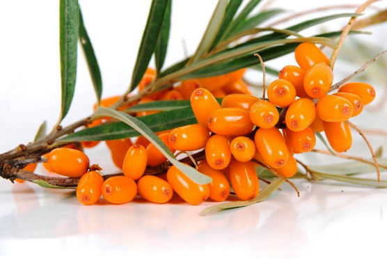 sea buckthorn agronomy consulting and project management
