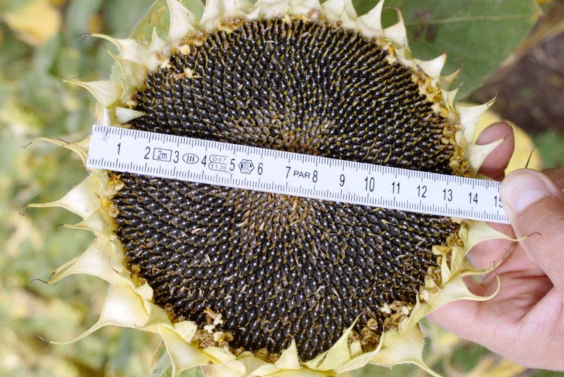 Agriculture Consulting - sunflower yield per acre Illinois, USA