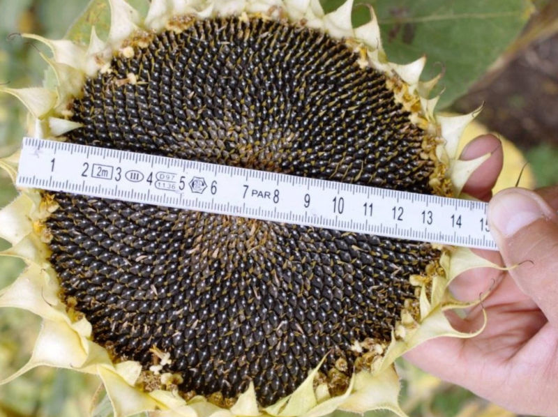 sunflower yield per acre from agriculture consulting